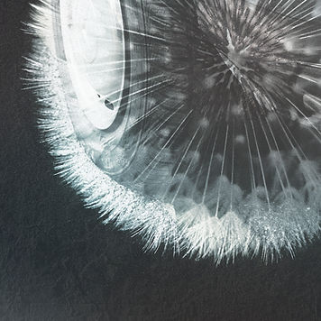 Dandelion Collage
