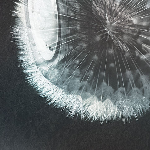 Dandelion Collage