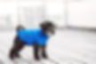 Hund i en tröja