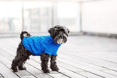 Cachorro com suéter azul