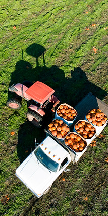 Pumpkin Harvest Scene