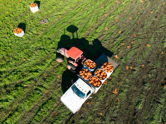 Pumpkin Harvest