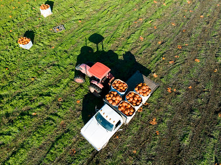 Pumpkin Harvest