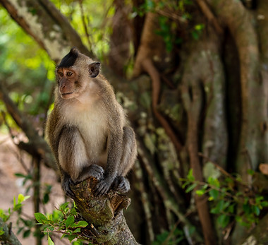 Monkey sitting on a tree