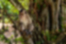 Monkey sitting on a tree