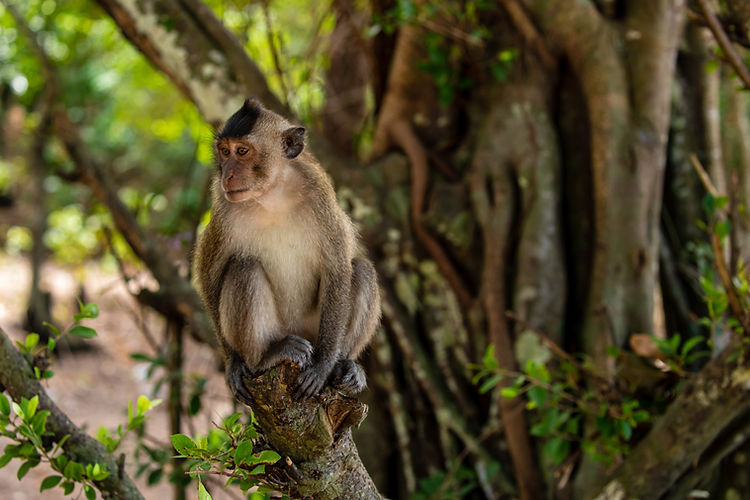 Monkey sitting on a tree