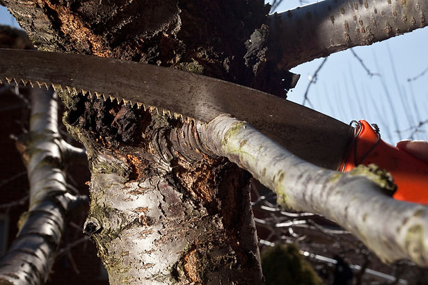 close-up image of branch cutting