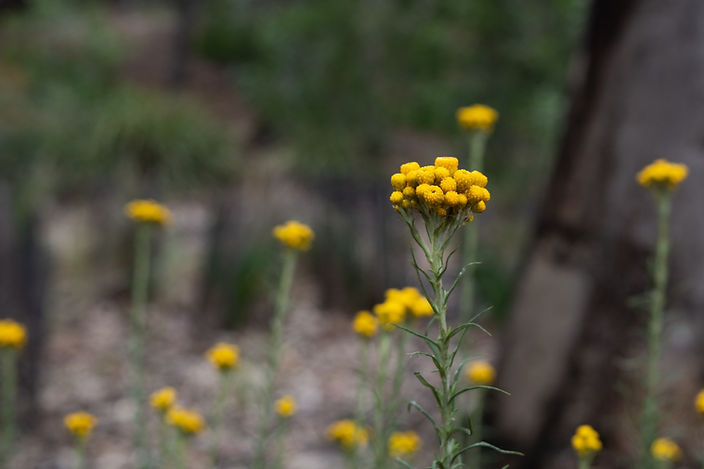 Yellow Flower
