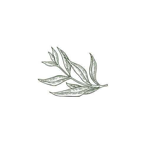 Leaves