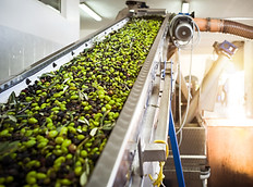 Wholesale Extra Virgin Olive Oil, Wholesale kalamata olives, Wholesale olive oil company, Organic Extra Virgin Olive Oil exports, Extra Virgin Olive Oil Standardization and Packaging, pitted kalamata olives, sliced kalamata olives, halves kalamata olives, kalamata olive paste, greek olive oil company, olive oil greek industry, τυποποιηση ελαιολαδου, τυποποιηση ελιων, τυποποιηση λαδιου, τυποποιηση ελιων καλαμων, Ελαιολαδο χονδρικη, Ελιες Καλαμων χονδρικη, Ελιες Καλαμων Εκπυρηνωμενες, Ελιες Καλαμων Μισες, Ελιες Καλαμων Ροδελες, Παστα απο Ελιες Καλαμων, Εξαιρετικο Παρθενο Ελαιολαδο χονδρικη, Ελαιολαδο σπαρτης, Ελαιολαδο λακωνιας, Ελαιολαδο εξαγωγικη εταιρεια, ελαιοτριβειο λακωνιας, βιομηχανια ελαιολαδου, βιομηχανια ελιων, εξαγωγες ελιων, ελαιουργικη εταιρεια