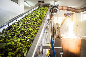 Olive Mill