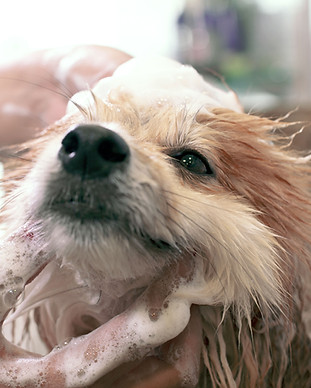 Dog Wash