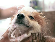 Dog Wash