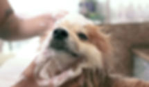 Honden wassen