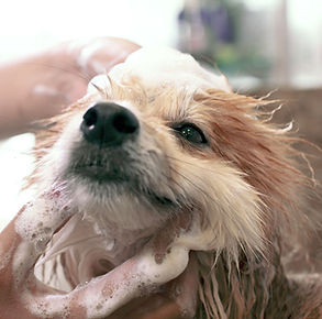 Dog Wash
