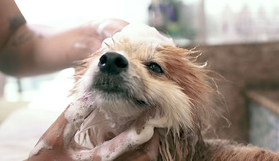 Dog Wash