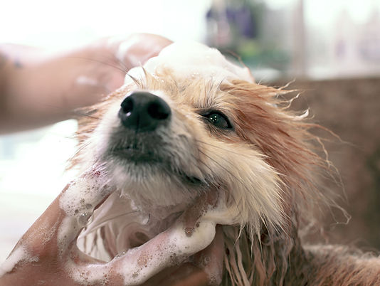 Dog Wash