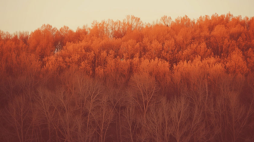 Autumn Forest Scene