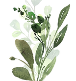 Greenery Watercolor Illustration