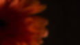 Orange Flower Close-Up