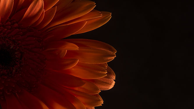 オレンジの花のクローズアップ