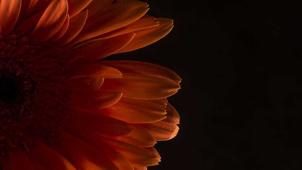 Flower Petals