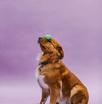 Dog balancing green toy