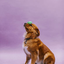Dog balancing green toy