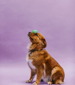 Hund balanciert grünes Spielzeug