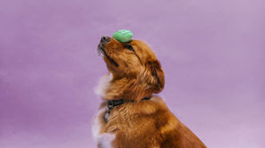 Týden 6.4. - 12.4.2026