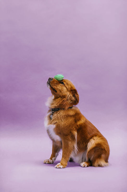 dog balancing a ball on its nose