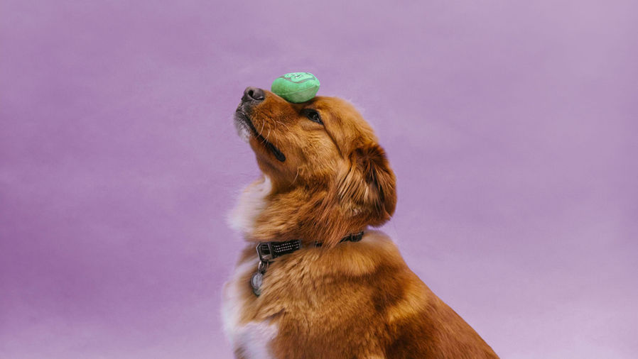 Frutas y verduras seguras para perros: snacks saludables y naturales