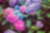 Bunte Hortensien
