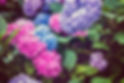 Colorful Hydrangeas