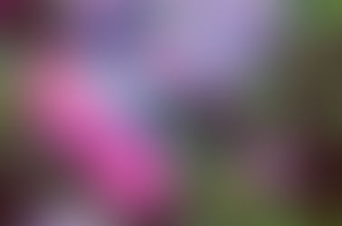 紫陽花