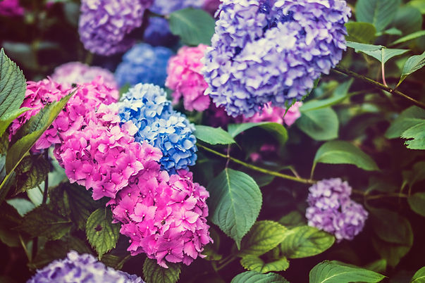 Colorful Hydrangeas