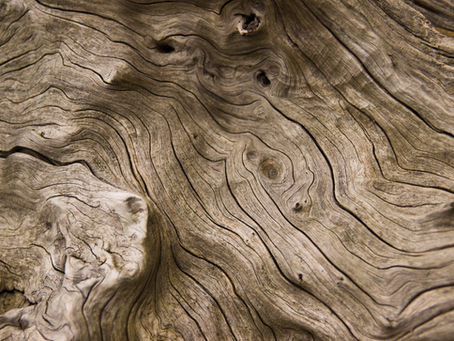 Natural patterns photography wall art – wood bark patterns closeup