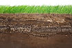 Cross section of green grass and underground soil layers beneath