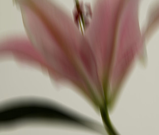 Blurry pink flower