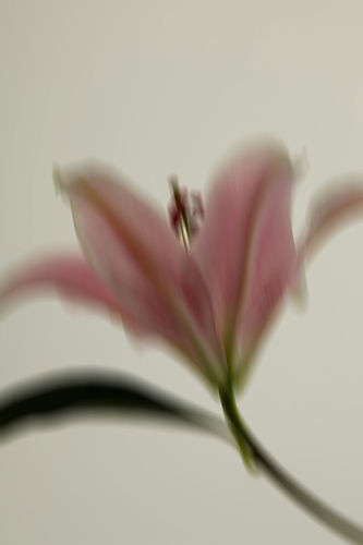 Blurred Pink Flower
