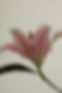 Blurred Pink Flower
