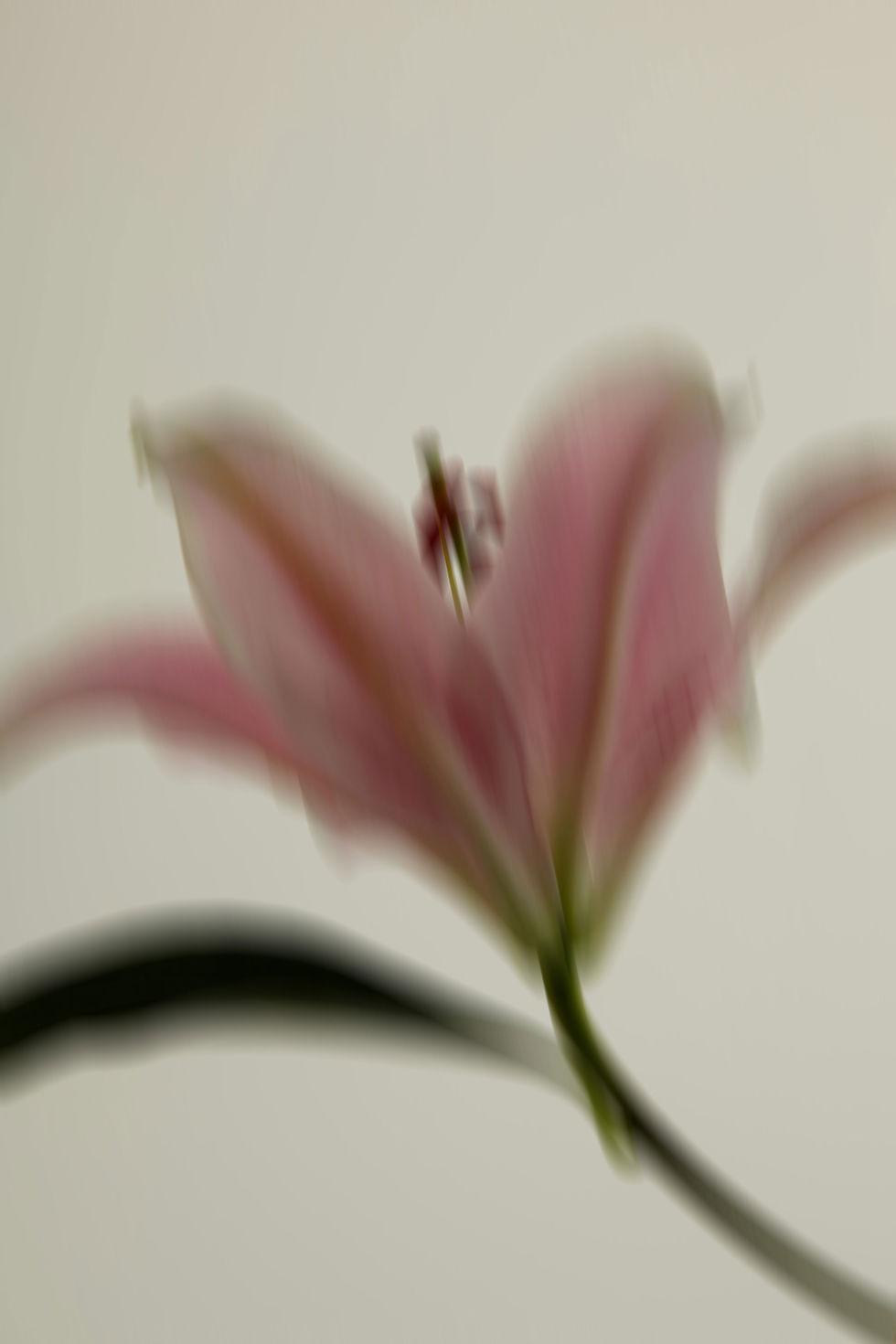 Blurred Pink Flower