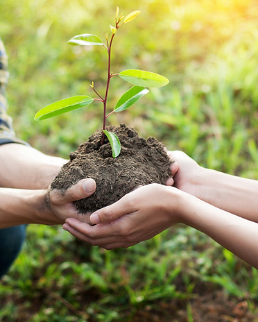 Planting a Tree