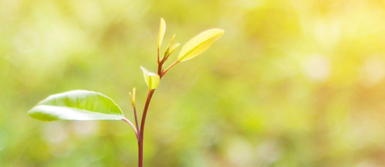 Planting a Tree