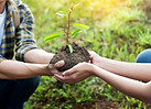 Planting a Tree