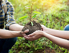 Planting A Seedling