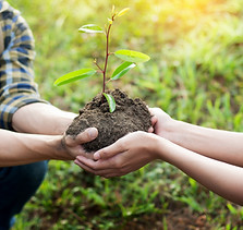 Planting a Tree