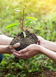 Planting a Tree