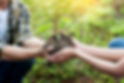 Planting a Tree