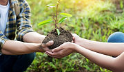 Planting a Tree